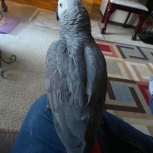 Meet your Posher, Edwin